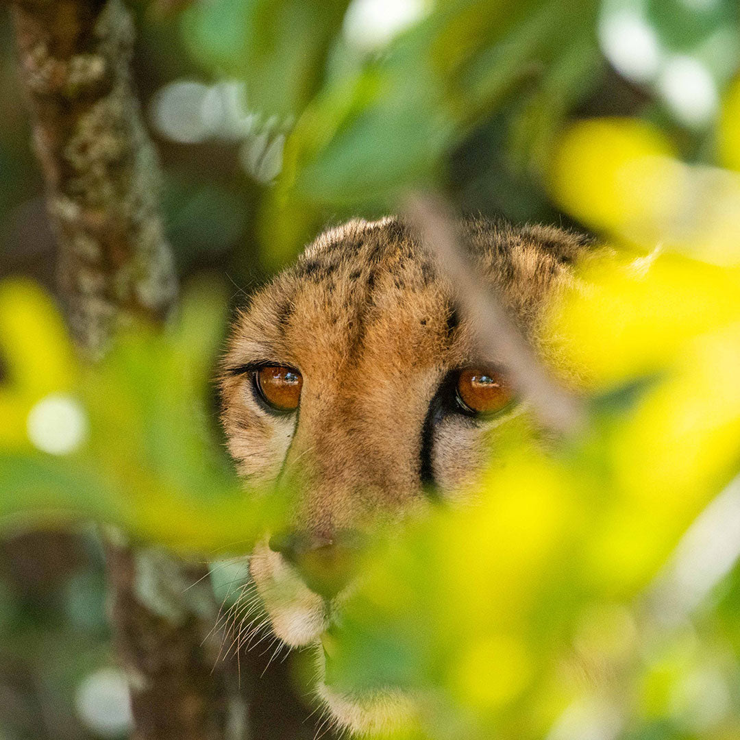 Brinkley Davies: Expedition zu bedrohten Tierarten