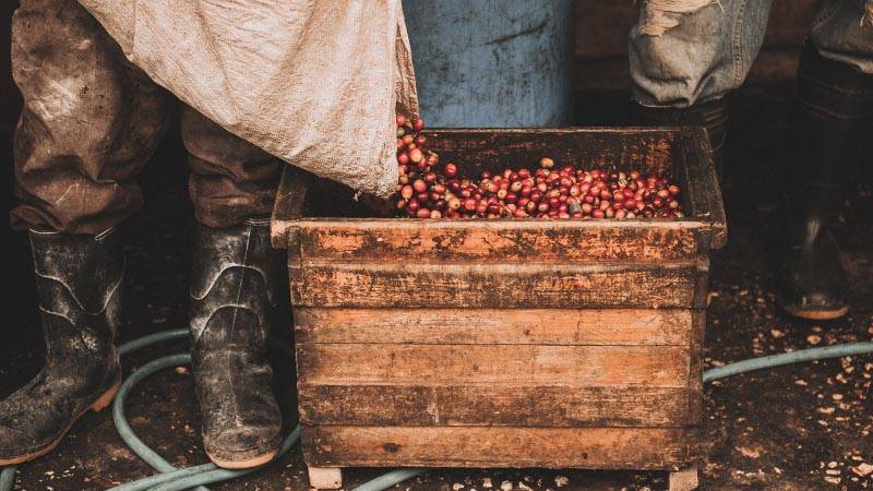 Der beste Kaffee der Welt - Blue Mountain Coffee