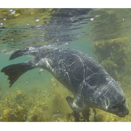 SCHNORCHELN IN ISLAND